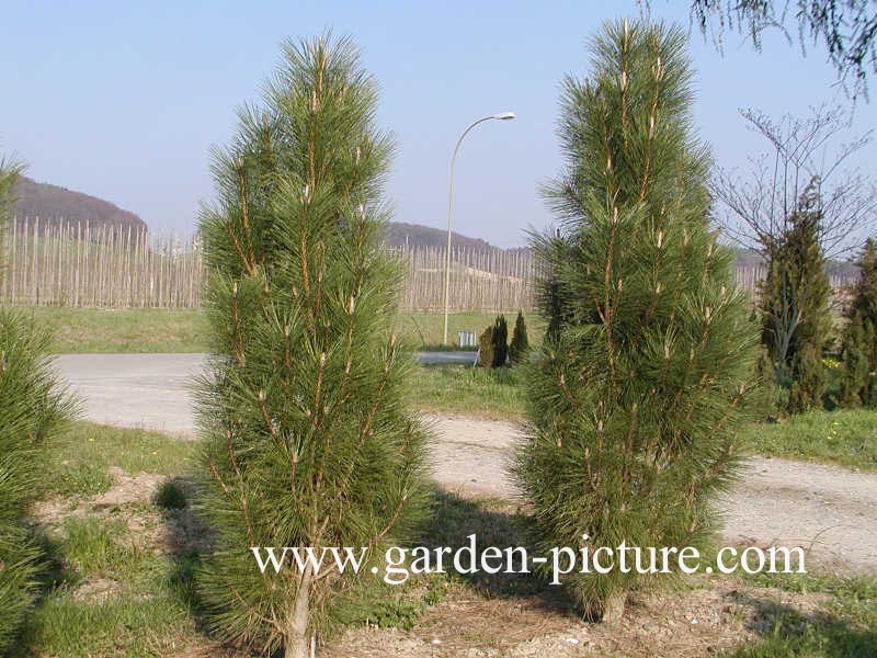 Pinus nigra 'Pyramidalis'