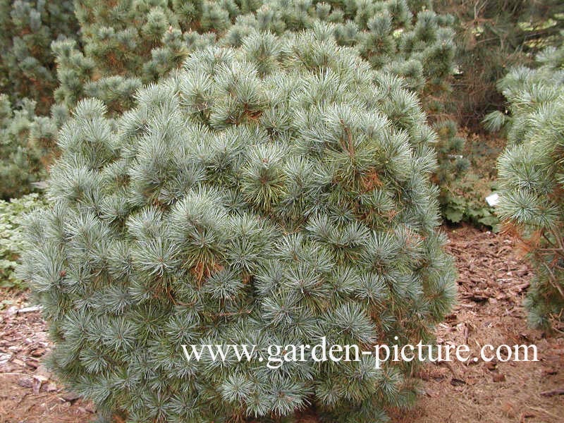 Pinus pumila 'Globe'