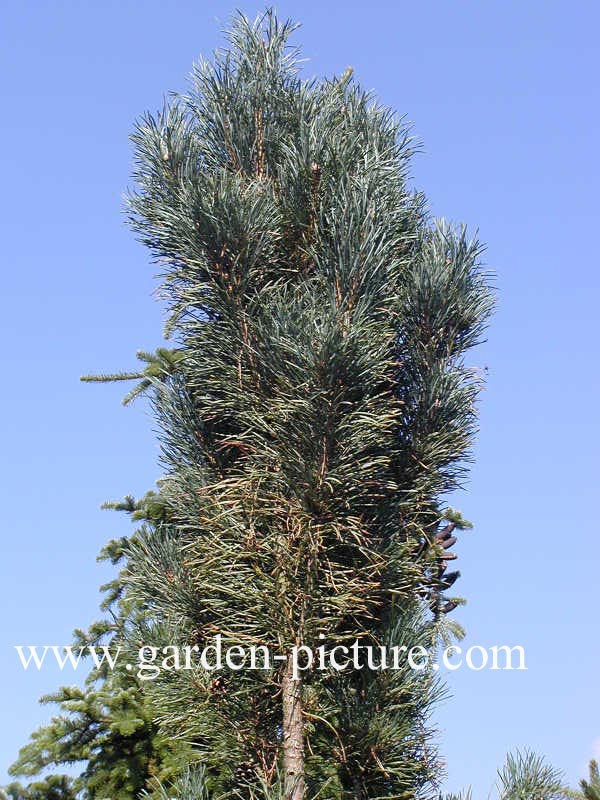 Pinus sylvestris 'Fastigiata'