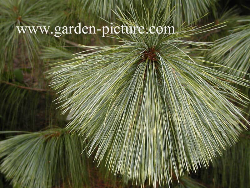 Pinus wallichiana 'Zebrina'