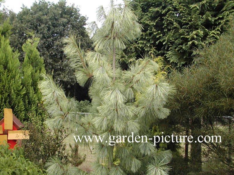 Pinus wallichiana 'Zebrina'