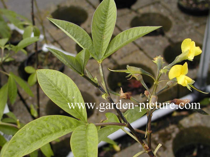 Piptanthus laburnifolius