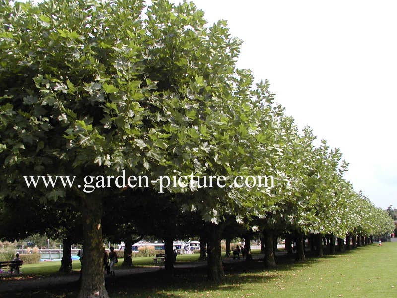Platanus hispanica