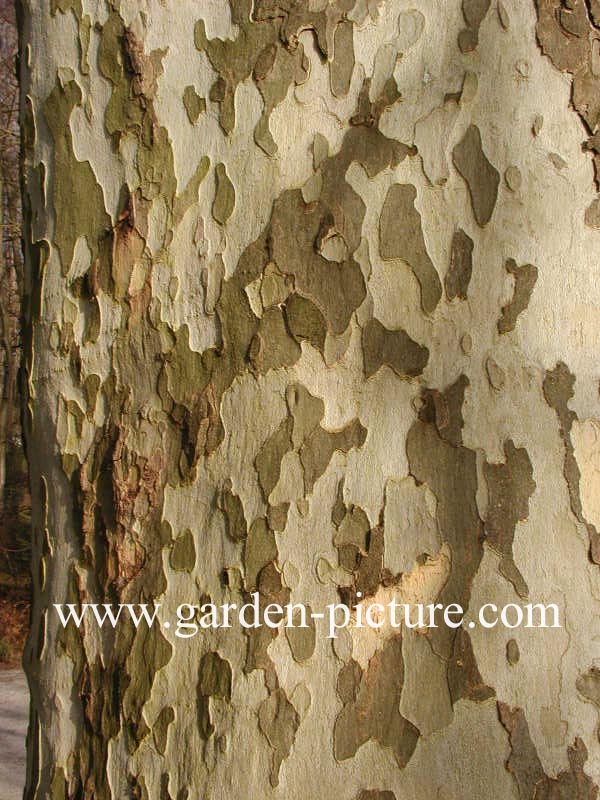 Platanus hispanica