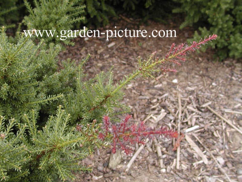 Podocarpus lawrencii 'Red Tip'