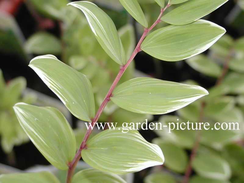 Polygonatum odoratum pluriflorum 'Variegatum'