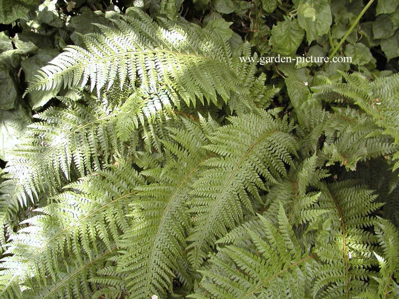 Polystichum aculeatum