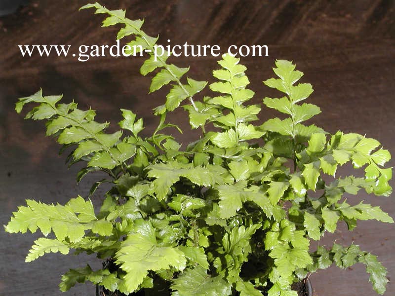 Polystichum polyblepharum