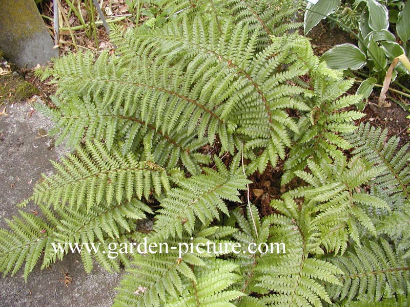 Polystichum polyblepharum