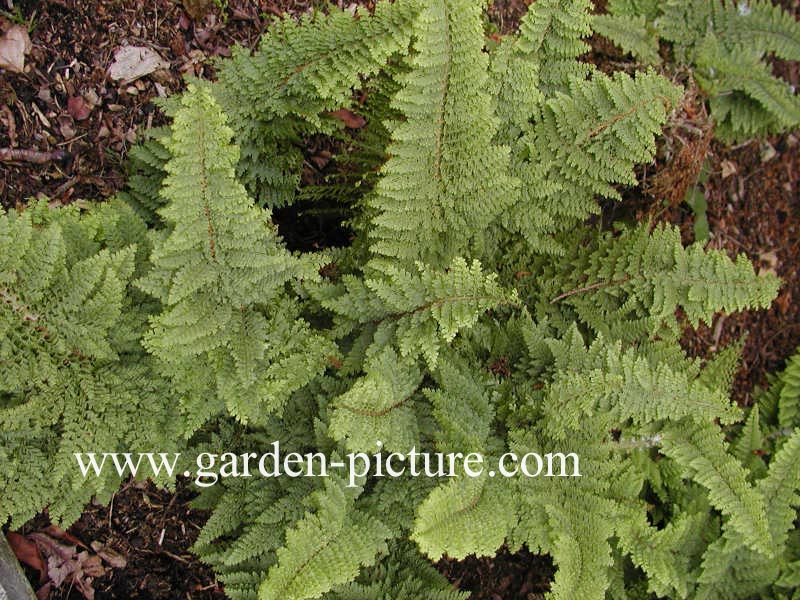 Polystichum setiferum 'Plumoso-densum'