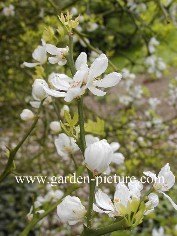 Poncirus trifoliata