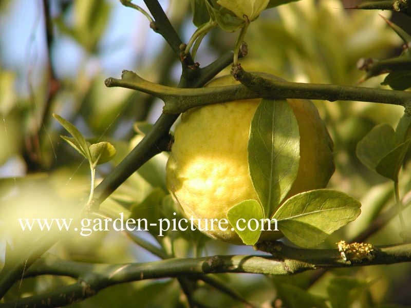 Poncirus trifoliata