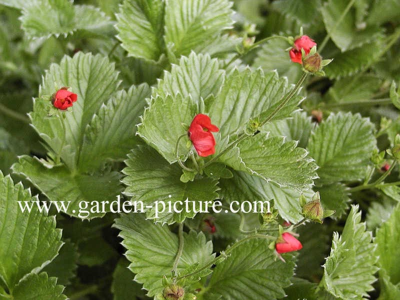 Potentilla atrosanguinea