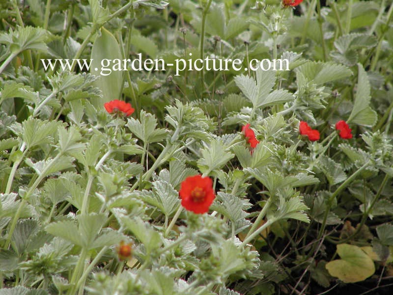 Potentilla atrosanguinea