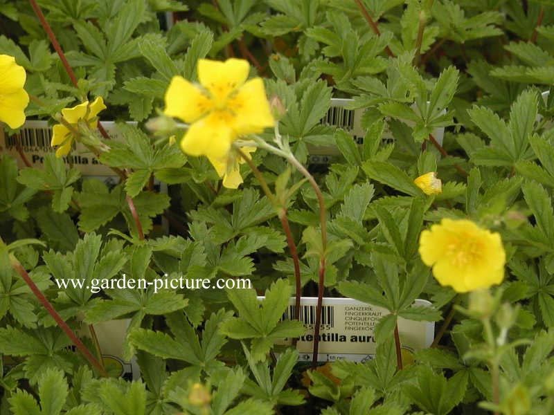 Potentilla aurea