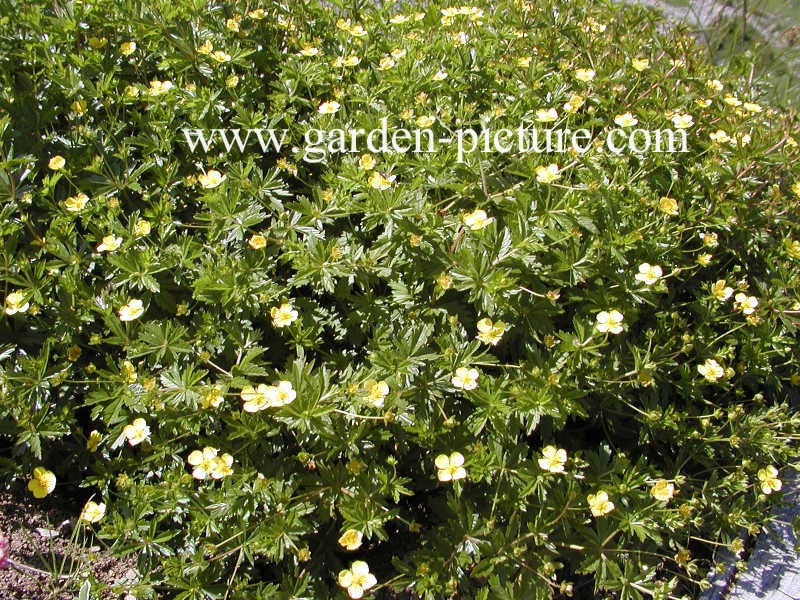 Potentilla erecta