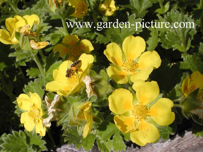 Potentilla fragiformis