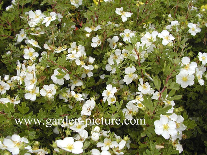 Potentilla fruticosa 'Abbotswood'