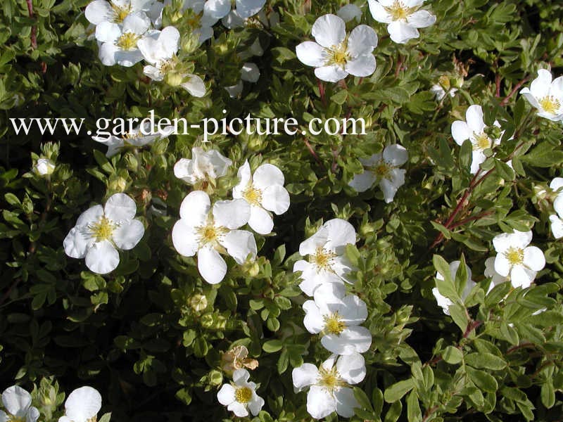 Potentilla fruticosa 'Abbotswood'