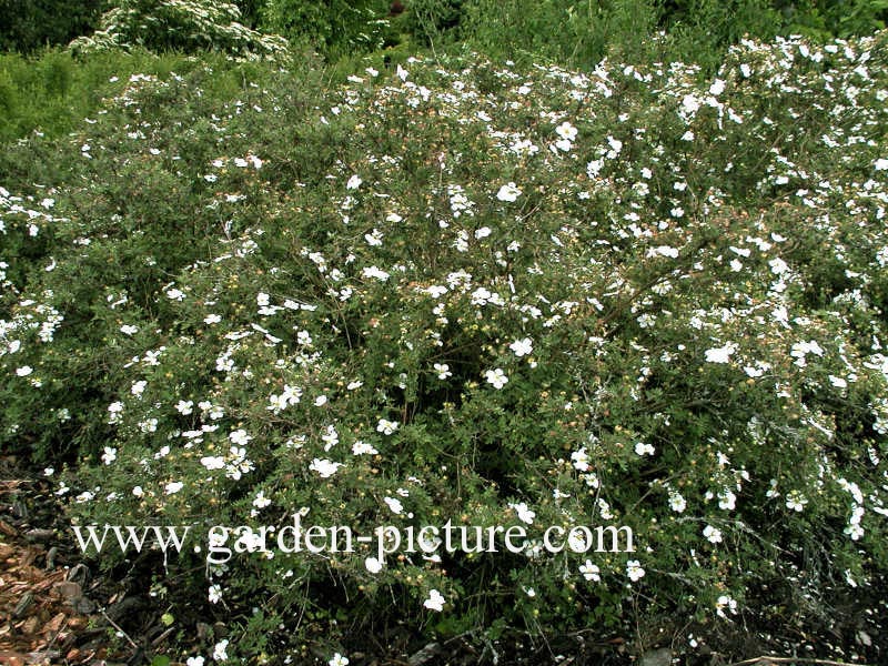 Potentilla fruticosa 'Abbotswood'