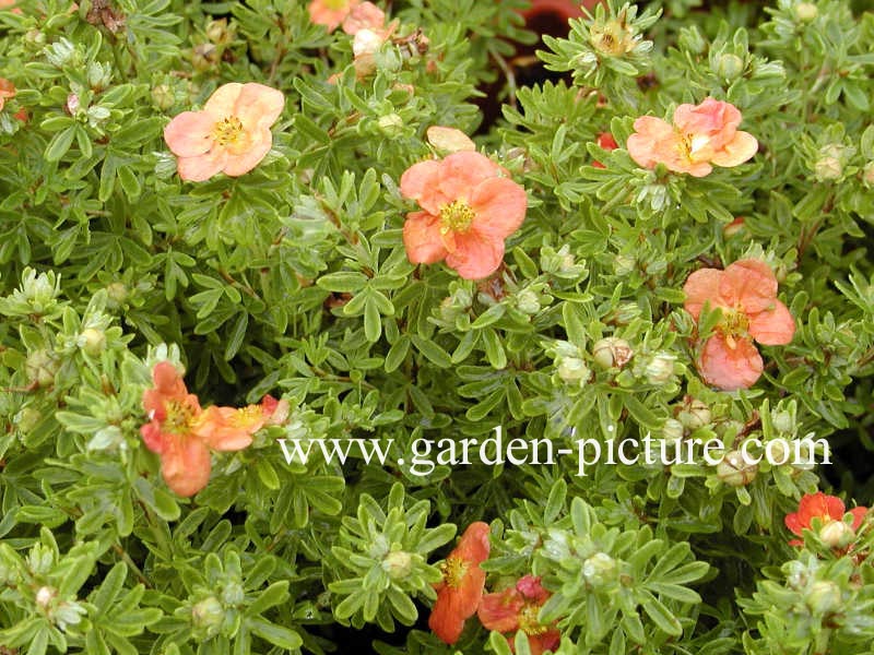 Potentilla fruticosa 'Red Ace'