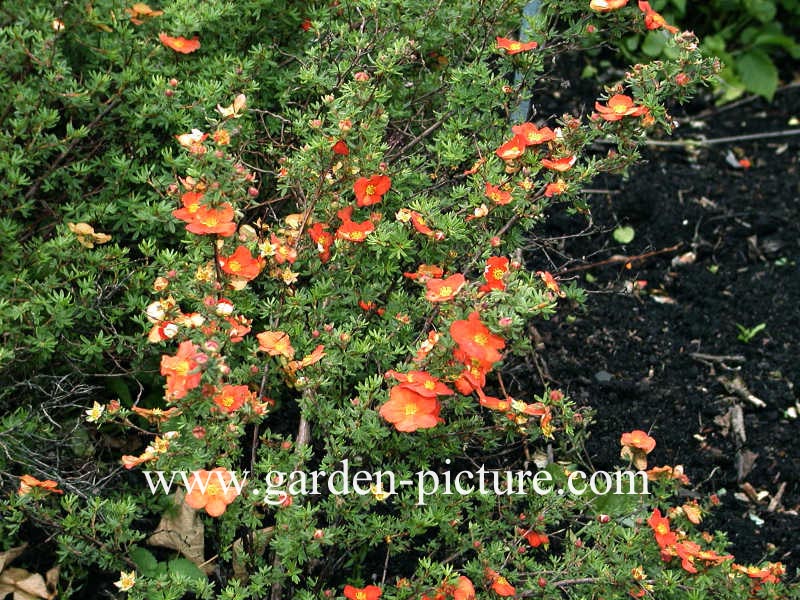 Potentilla fruticosa 'Red Ace'