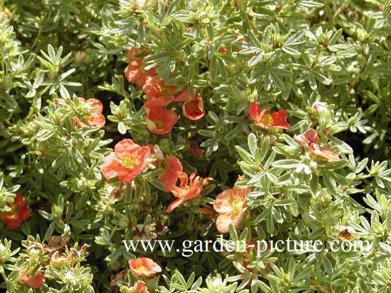 Potentilla fruticosa 'Red Ace'