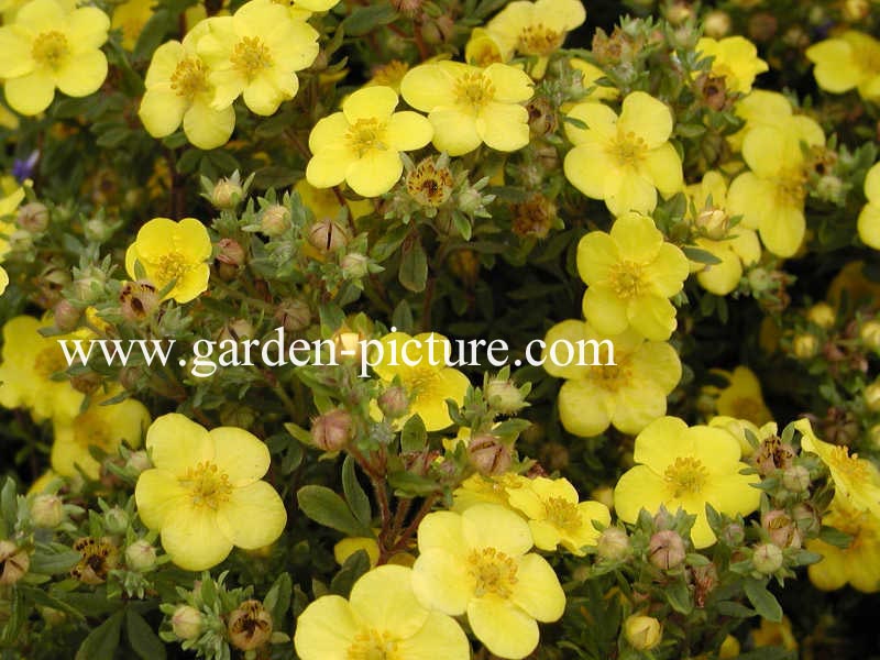 Potentilla fruticosa 'Sommerflor'