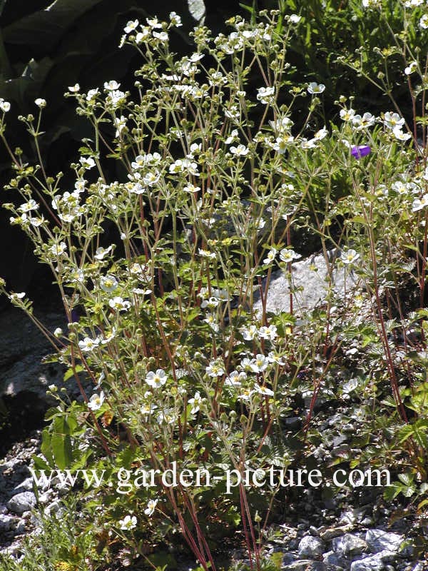 Potentilla rupestris