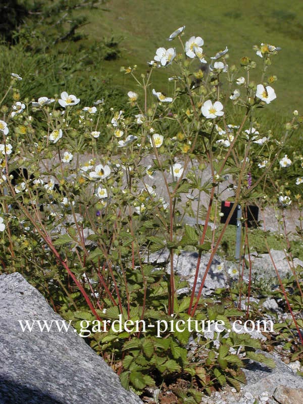 Potentilla rupestris