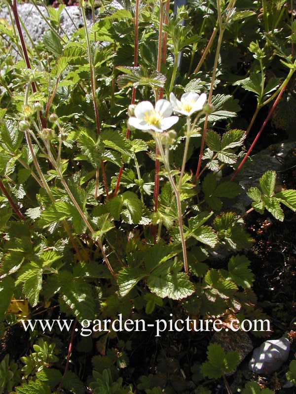 Potentilla rupestris