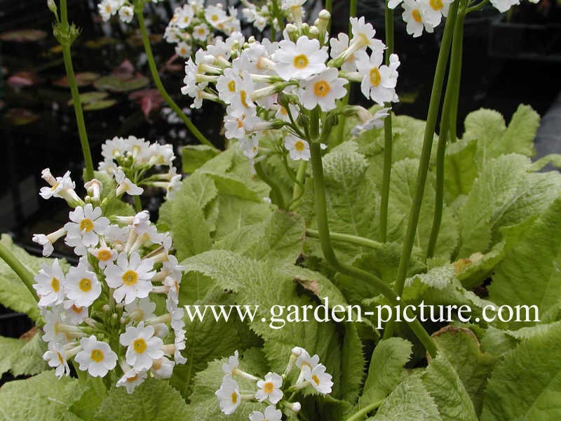 Primula japonica