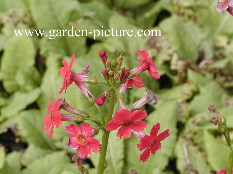 Primula japonica 'Miller's Crimson'