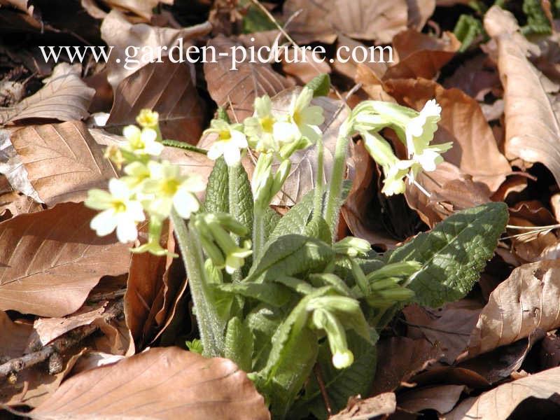 Primula veris