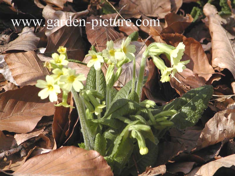 Primula veris