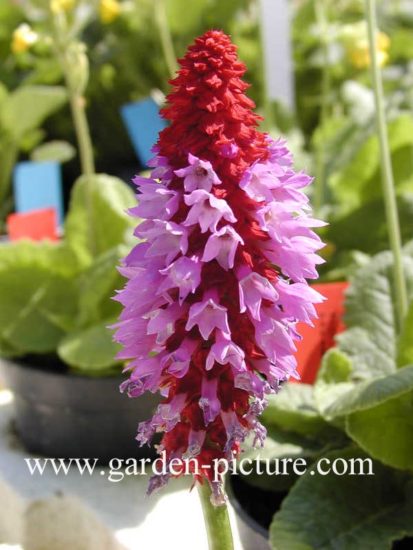 Primula vialii