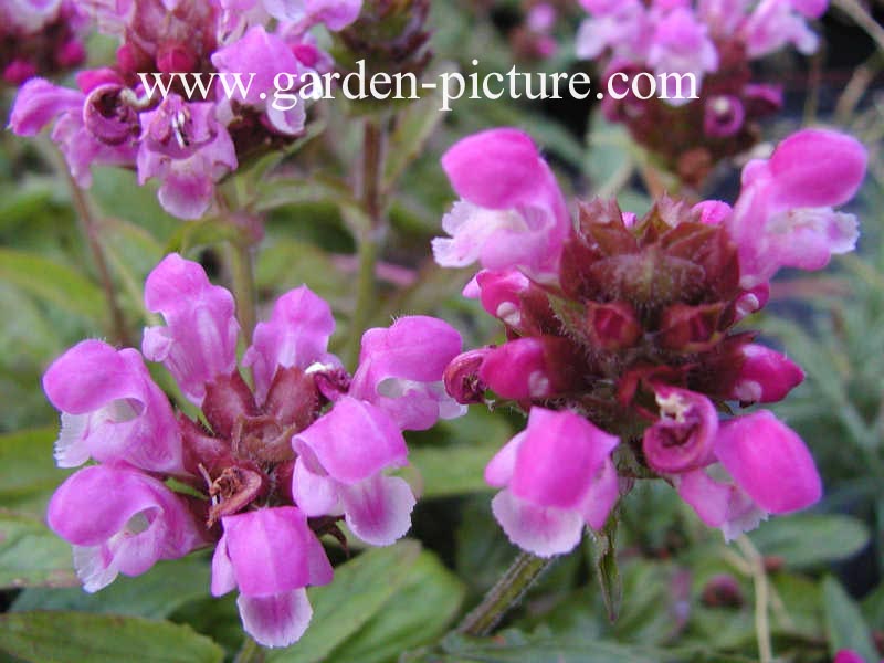 Prunella grandiflora