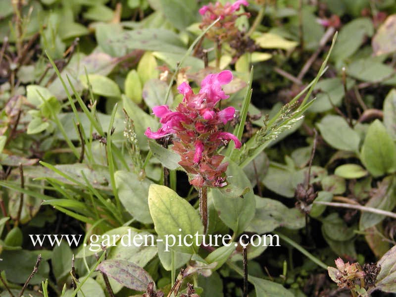 Prunella webbiana 'Rosea'