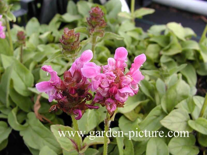 Prunella webbiana 'Rosea'