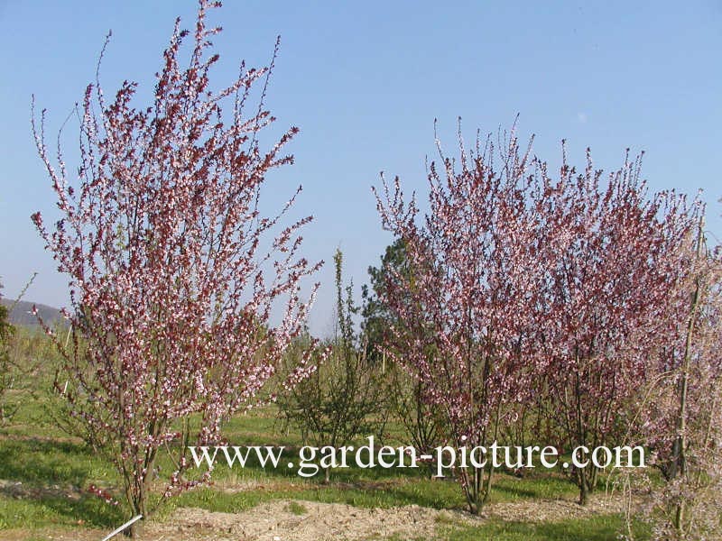 Prunus cerasifera 'Nigra'