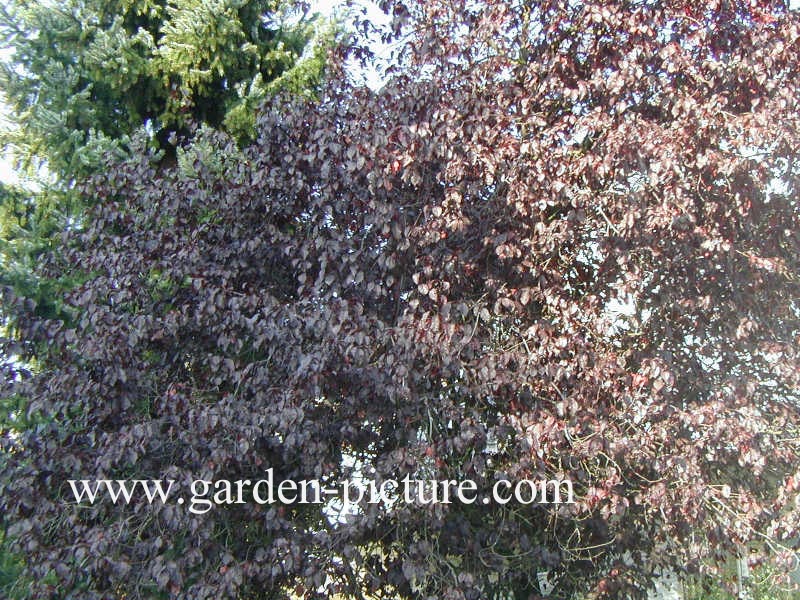 Prunus cerasifera 'Nigra'