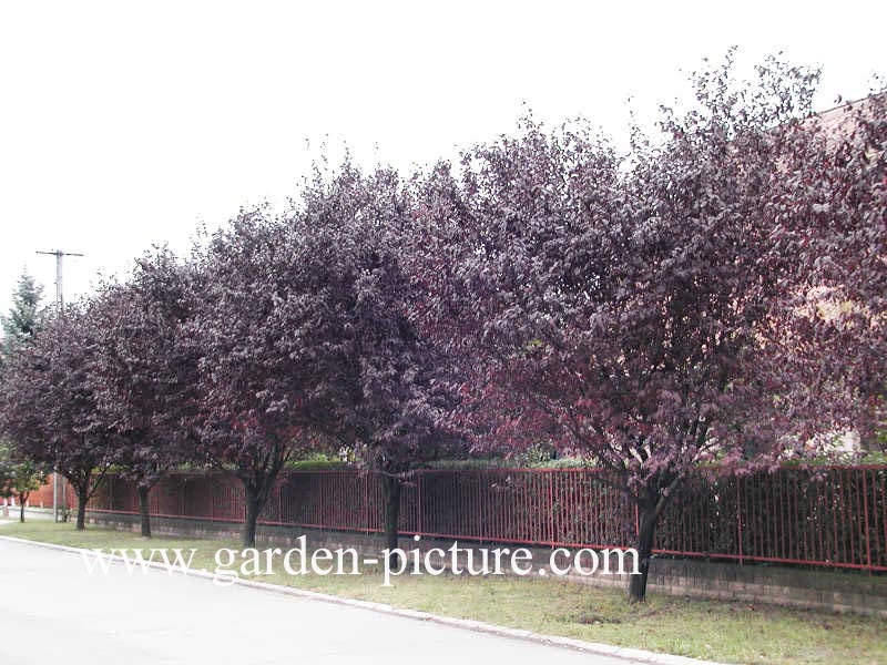 Prunus cerasifera 'Nigra'