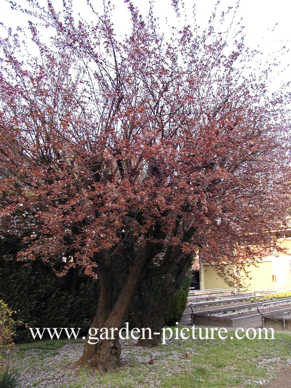 Prunus cerasifera 'Pissardii'