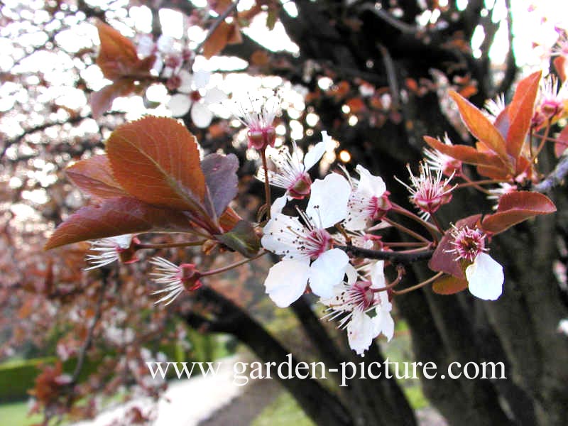 Prunus cerasifera 'Pissardii'