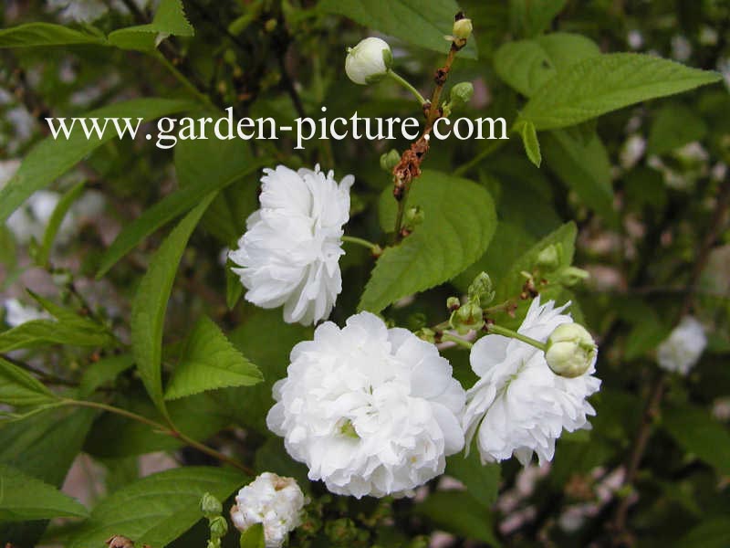 Prunus glandulosa 'Alba Plena'