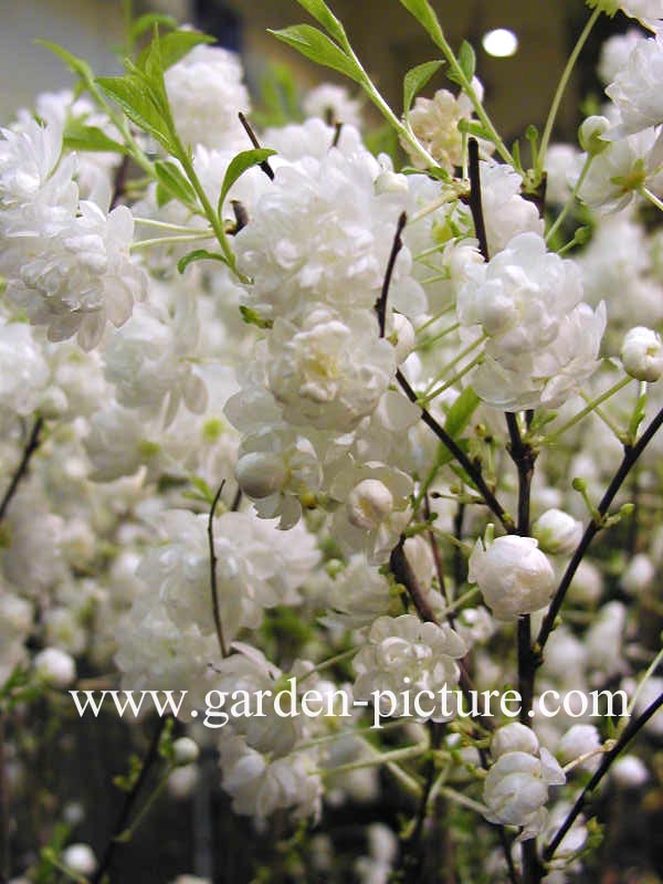 Prunus glandulosa 'Alba Plena'