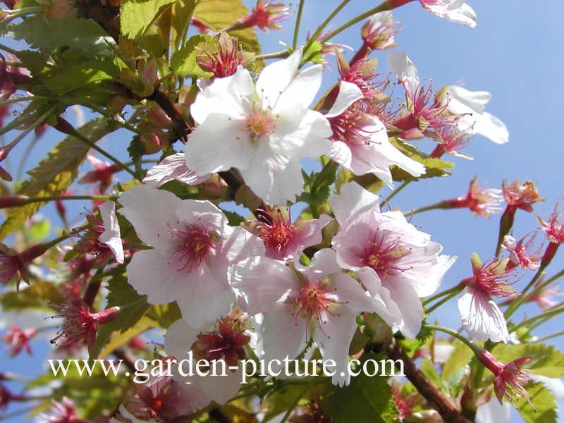 Prunus nipponica 'Brilliant'