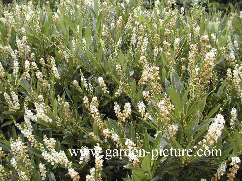 Prunus laurocerasus 'Otto Luyken'