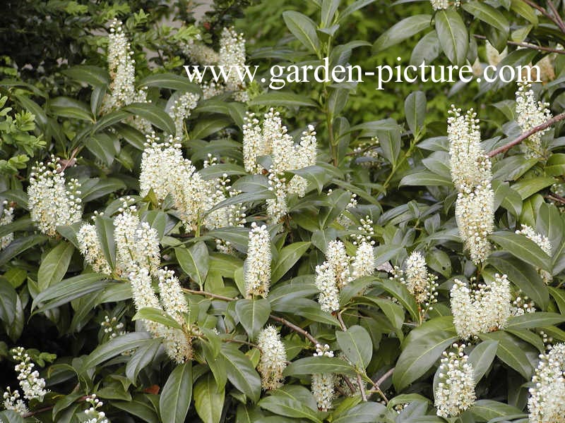 Prunus laurocerasus 'Otto Luyken'