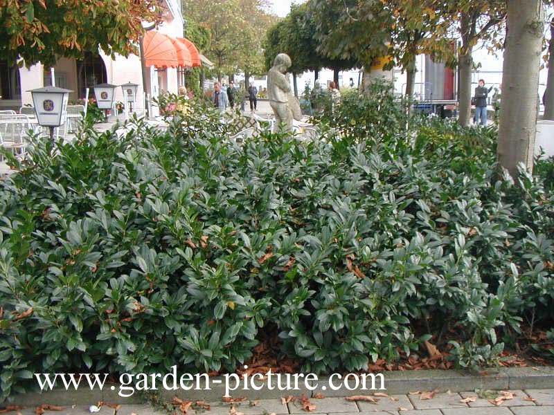 Prunus laurocerasus 'Otto Luyken'